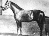 stallion Fondak ox (Arabian thoroughbred, 1920, from Korosko 1907 DB)