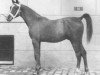 stallion Nana Sahib 1934 ox (Arabian thoroughbred, 1934, from Razada 1925 ox)