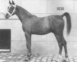 stallion Nana Sahib 1934 ox (Arabian thoroughbred, 1934, from Razada 1925 ox)