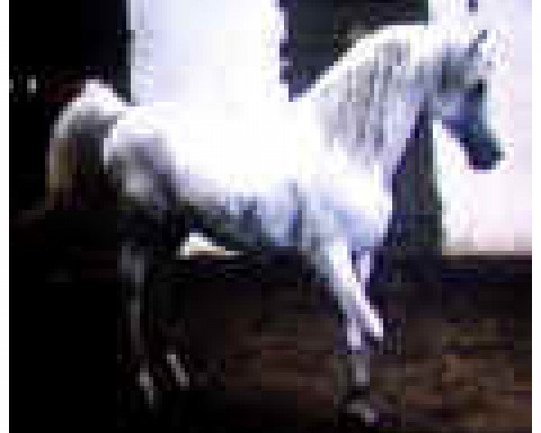stallion Negus II ox (Arabian, 1970, from Zafiro ox)