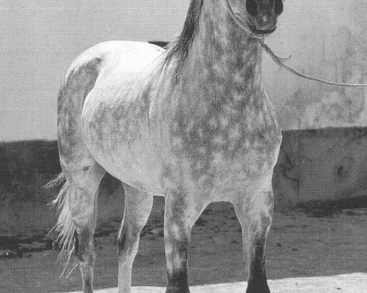 stallion Saludo ox (Arabian purebred, 1954, from Maquillo ox)