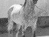 stallion Saludo ox (Arabian thoroughbred, 1954, from Maquillo ox)