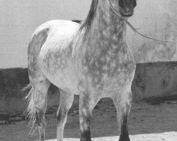 stallion Saludo ox (Arabian thoroughbred, 1954, from Maquillo ox)