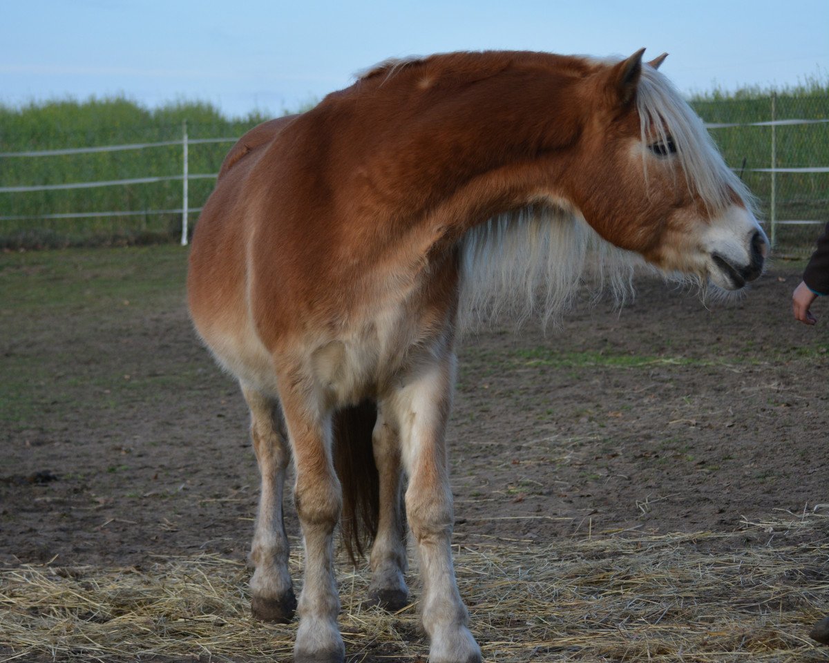 Deckhengst Nando (Haflinger, 2002, von Nastral)