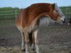 stallion Nando (Haflinger, 2002, from Nastral)