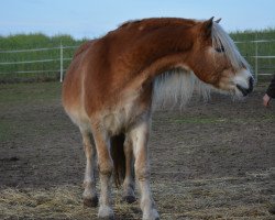 stallion Nando (Haflinger, 2002, from Nastral)