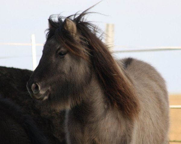 Pferd Anna Bella (Shetland Pony, 2013, von Domingo v.d. Geest)