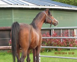 Pferd Milora Park Blue Fire ox (Vollblutaraber, 1988, von Tallangatta Silver Domino ox)