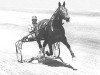 stallion Whitney Hanover 76195 (US) (American Trotter, 1943, from Spencer Scott 7244 (US))