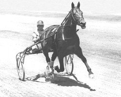 Deckhengst Whitney Hanover 76195 (US) (Amerikanischer Traber, 1943, von Spencer Scott 7244 (US))