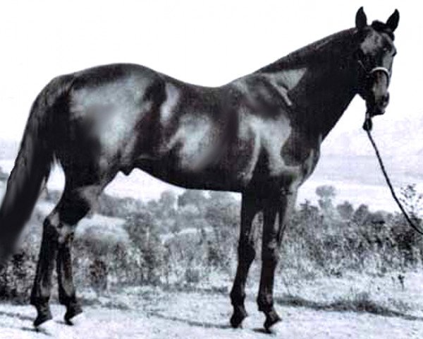 stallion Ayrit 0668I (US) (American Trotter, 1969, from Ayres 3144A (US))