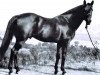 stallion Ayrit 0668I (US) (American Trotter, 1969, from Ayres 3144A (US))