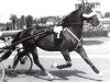 stallion Speedy Min (Swedish Trotting, 1974, from Speedy Spin (US))