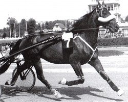 stallion Speedy Min (Swedish Trotting, 1974, from Speedy Spin (US))