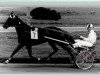 stallion Graf Zepplin (American Trotter, 1978, from Noble Victory 4888B (US))