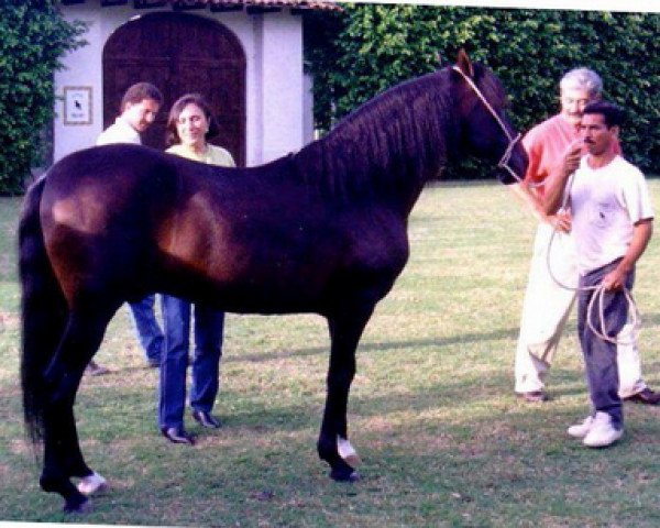 stallion AV Sol de Paijan (Peruvian Paso, 1972, from Prestigio)