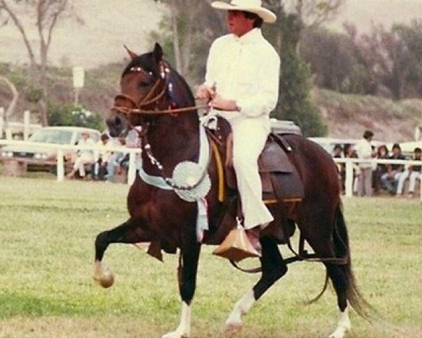 stallion JRM Mariscal (Peruvian Paso, 1980, from AV Sol de Paijan)