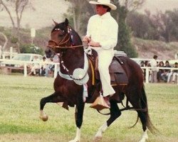 stallion JRM Mariscal (Peruvian Paso, 1980, from AV Sol de Paijan)