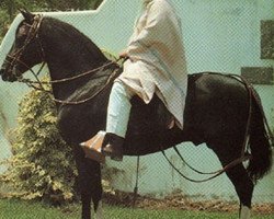 stallion ERM Socrates (Peruvian Paso, 1984, from JRM Mariscal)