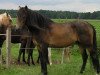 stallion GK Emperador (Peruvian Paso, 1994, from ERM Socrates)