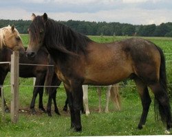 stallion GK Emperador (Peruvian Paso, 1994, from ERM Socrates)