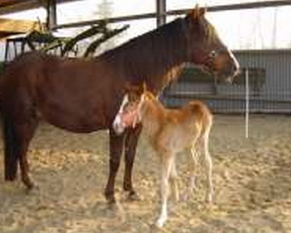 broodmare Paloma (Peruvian Paso, 1988, from Bonni HB)