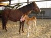 broodmare Paloma (Peruvian Paso, 1988, from Bonni HB)