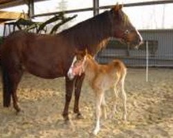 broodmare Paloma (Peruvian Paso, 1988, from Bonni HB)