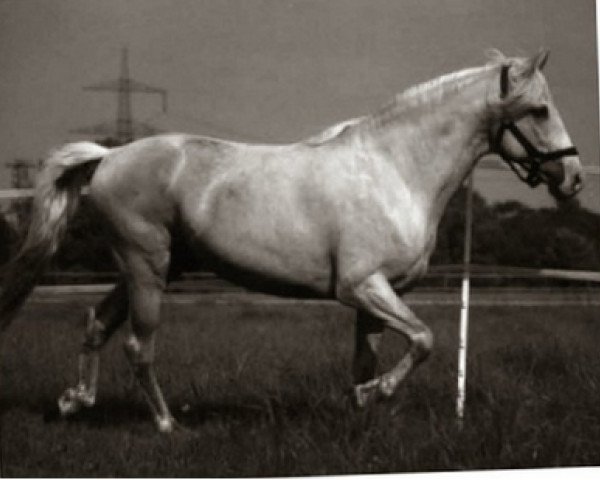 stallion Garrido EML (Peruvian Paso, 1993, from JJB Trovador)