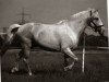 stallion Garrido EML (Peruvian Paso, 1993, from JJB Trovador)