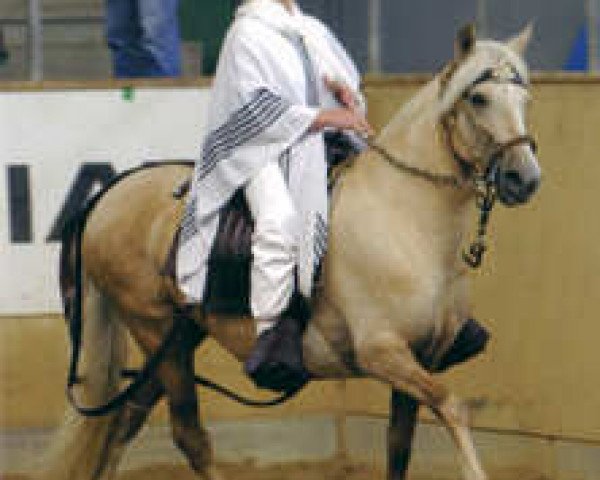 broodmare Princesa KSS (Peruvian Paso, 2000, from Garrido EML)