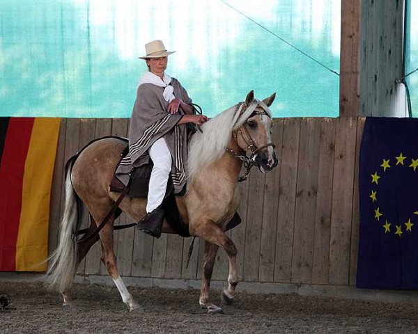 Zuchtstute Preciosa KSS (Paso Peruano, 2005, von GK Emperador)