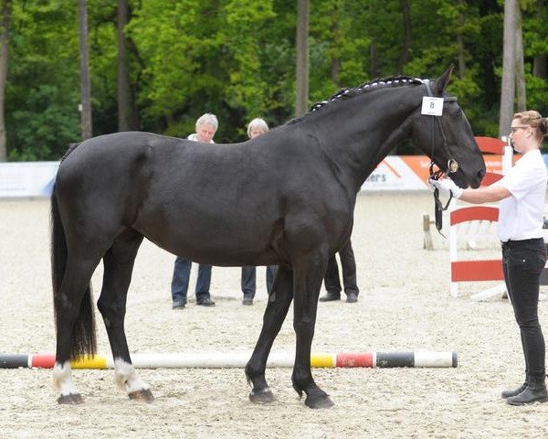 Pferd Doreen (Alt-Oldenburger / Ostfriesen, 2009, von Landfürst)