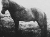 stallion Sörli frá Svaðastöðum (Iceland Horse, 1916, from Möllers-Brúnn frá Svaðastöðum)