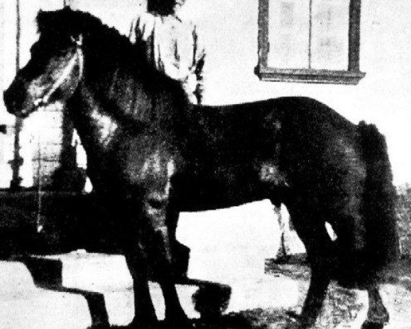 stallion Léttir frá Svaðastöðum (Iceland Horse, 1924, from Sörli frá Svaðastöðum)