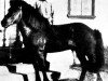 stallion Léttir frá Svaðastöðum (Iceland Horse, 1924, from Sörli frá Svaðastöðum)