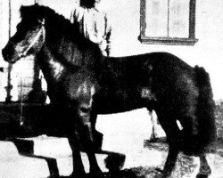 stallion Léttir frá Svaðastöðum (Iceland Horse, 1924, from Sörli frá Svaðastöðum)