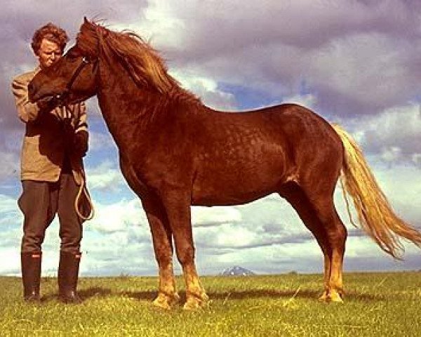 stallion Randver frá Svaðastöðum frá Kirkjubæ (Iceland Horse, 1947, from Blakkur frá Hofsstöðum)
