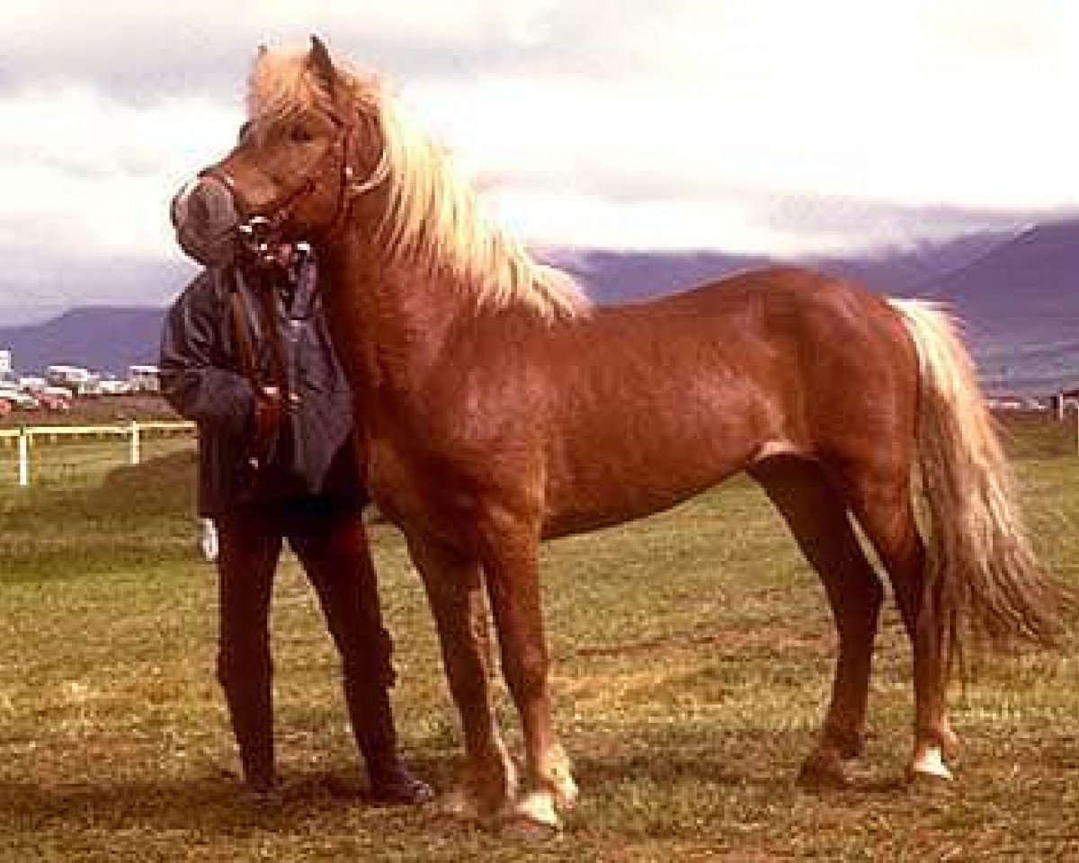 Deckhengst Hylur frá Kirkjubæ (Islandpferd, 1962, von Snæfaxi frá Kirkjubæ)