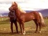 stallion Hylur frá Kirkjubæ (Iceland Horse, 1962, from Snæfaxi frá Kirkjubæ)