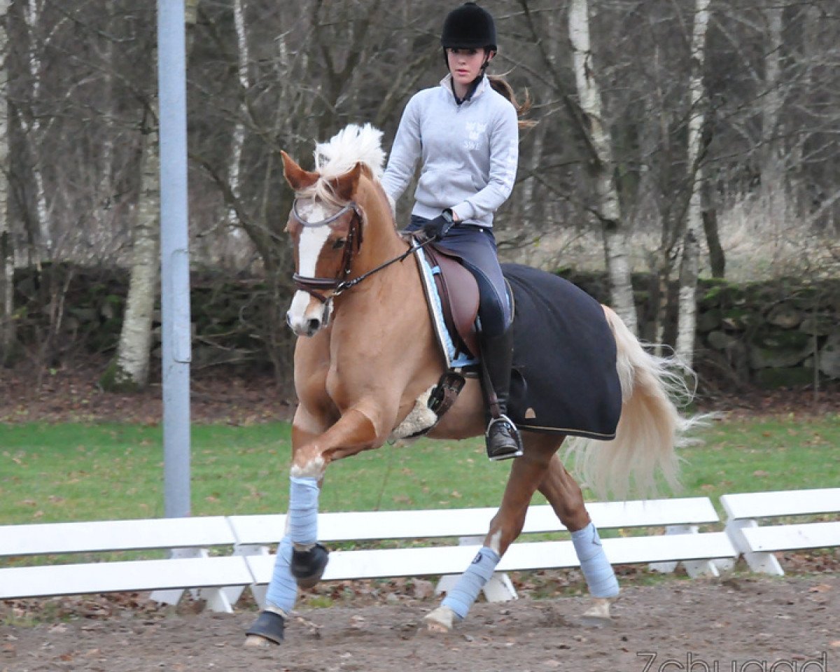 Dressurpferd Hesselteich's Davenport (Deutsches Reitpony, 2001, von Donnerblitz)