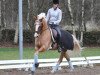 Dressurpferd Hesselteich's Davenport (Deutsches Reitpony, 2001, von Donnerblitz)