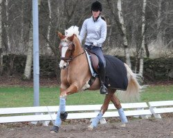 dressage horse Hesselteich's Davenport (German Riding Pony, 2001, from Donnerblitz)