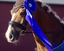 dressage horse Daylight (German Warmblood, 2002, from Dijon S)