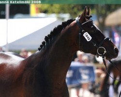 stallion Atlas Stengaard (Danish Reitpony, 2003, from Nørlunds Atlantic)