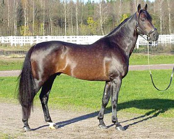 stallion General November 91976 (DE) (German trotters, 1993, from Valley Victory MV961 (US))