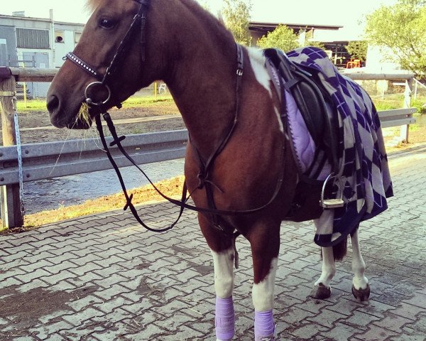 broodmare Heidi 613 (German Riding Pony, 2006, from Unbekannt PONY)