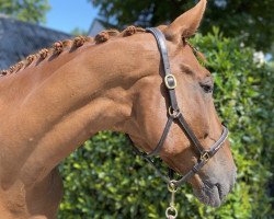 dressage horse Luc Skywalker 8 (Hanoverian, 2008, from Le Primeur)