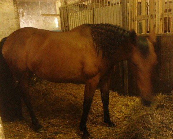 broodmare Belisima van't Braunerthof (Belgian Warmblood, 2001, from Quattro B)