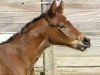 broodmare Charlotte (Hanoverian, 2009, from Comte)